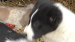 СУПЕР ЩЕНКИ АЛАБАЯ. Real Central Asian Shepherd puppies. Одесса.