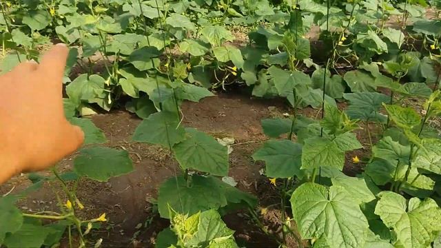 ОПАСНЫЙ Огуречный вирус МОЗАИКА!!!Как бороться!!! смотреть онлайн