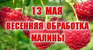 13 мая. Пришел помощник, работа пошла быстрее.Обработала малину