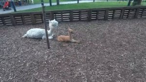 Как жить с дивидендов, купонов и ренты_ Доходная стратегия инвестирования