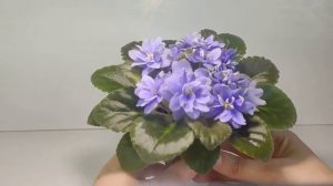 Н-Адам (полумини)