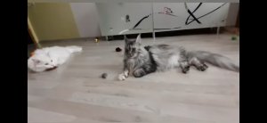 Радость для кошки ???