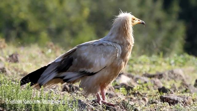 Египетски лешояд (Neophron percnopterus) Egyptian Vulture смотреть онлайн