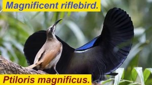 Райские птицы. Bird of paradise.