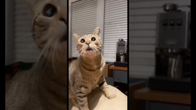 Guy uses funny Snapchat filter on his pet cat!