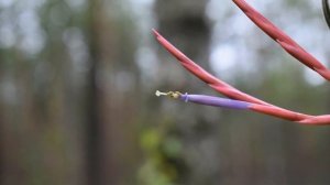 TILLANDSIA CAPUT - MEDUSAE: описание и основы ухода