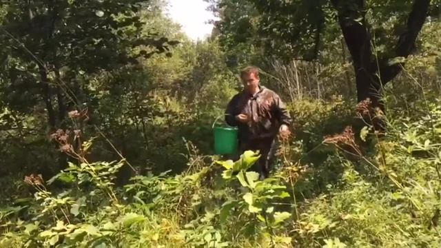 Куда поехать за грибами в Хабаровске/ инструкция по применению