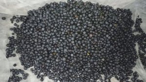 Веялка Брус-500 для очистки ягод. Машина для сортировки и очистки ягод. Очистка черники.