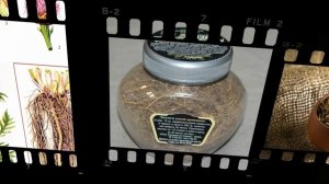 Левзея польза для здоровья