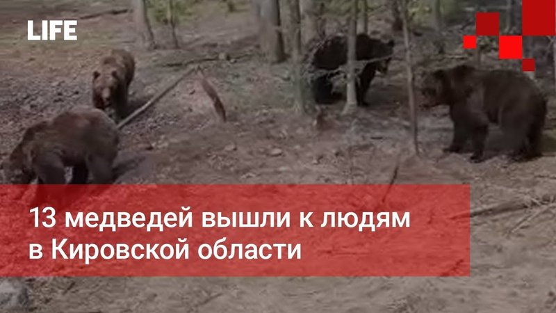 13 медведей вышли к людям в Кировской области