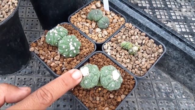 ASTROPHYTUM KIKKO - CACTO#34 смотреть онлайн