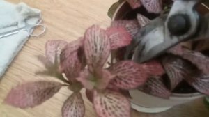 Фиттонии. Омоложение кустов, черенкование | Fittonia. Rejuvenation of bushes, cuttings, reproductio