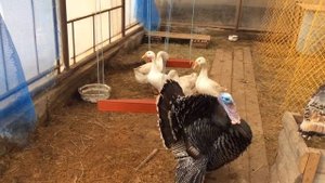 Индюшки и гуси начали нестись