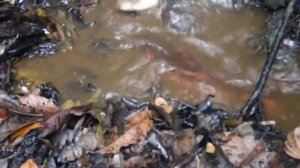 САМАЯ ОПАСНАЯ РЫБА В АМАЗОНКИ