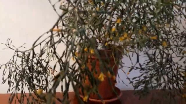 #комнатныерастения #succulent #кактус #хатиорацветёт / Заросли хатиоры (лат. hatiora) в цвету в дом смотреть онлайн