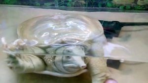 Странноголовая хищная черепаха. Троллим Трионикса