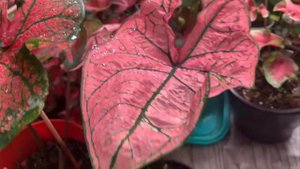 Caladiums dois tipos diferentes ( Caladium Festivia & Spring Fling)