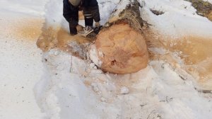 зимани 372 и листвиница 1м диаметр окружности