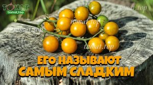 Этот сорт называют самым вкусным и самым сладким черри томатом! А ещё это и немного грустная история