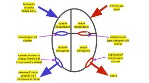 Строение сердца человека, круги кровообращения