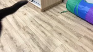 Как научить кота приносить игрушки ?
