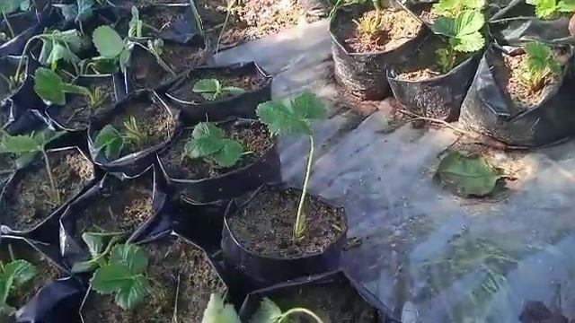 Посадили усы клубники для укоренения в стаканы!