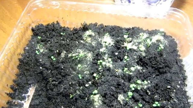 Пикирование земляники смотреть онлайн