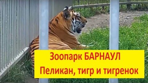 Наша Маша Like) Зоопарк Барнаул. Mary Like Видео для детей смотреть онлайн