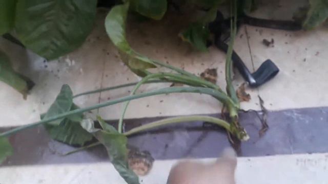 Syngonium plant care and grow propagation arrowhead plant