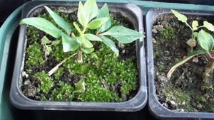 Посев эводии даниэля