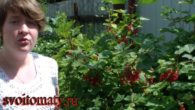 Красная смородина – полезные свойства смотреть онлайн