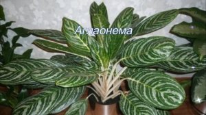 Декоративно - лиственные комнатные растения хорошо растущие в тени