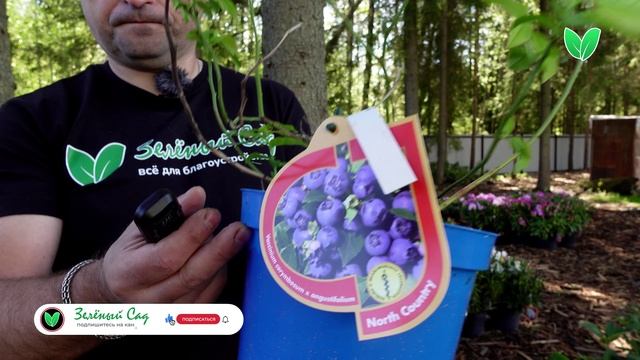 Голубика «Норт Кантри», ориг. название «North Country» смотреть онлайн