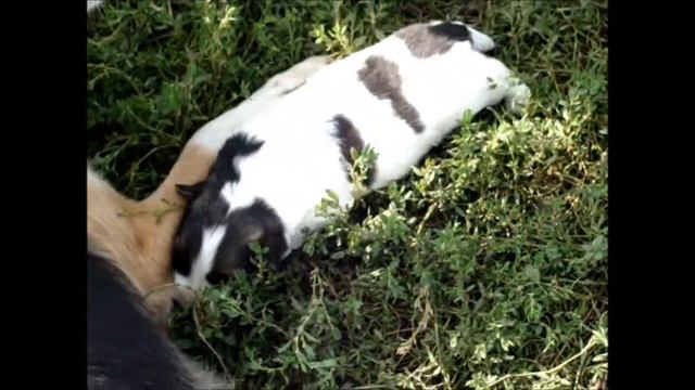 Щенок Рекс смотреть онлайн