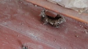 Шершни на даче под крышей веранды