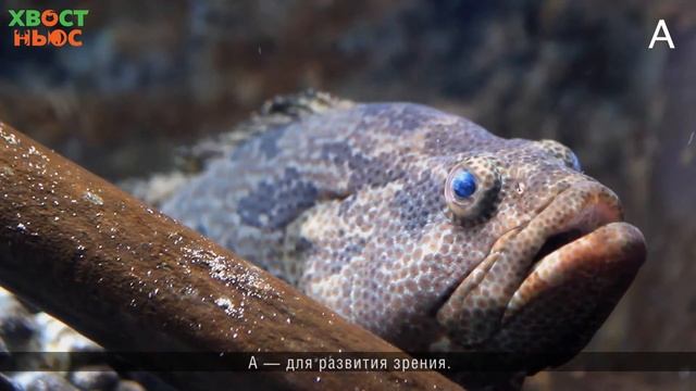 Витамины для аквариумных рыбок. смотреть онлайн