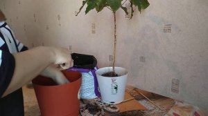 Пересадка кофейного дерева