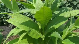 Табак Берли 21, Результат после Двух с половиной месяцев