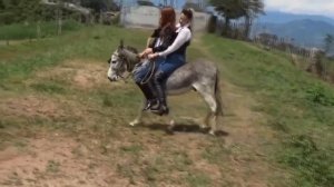 Doble corto donkey