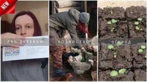 🏡 Один день из жизни в деревне: Рассада 2024 🌱 Сажаю и пикирую 🍅 #земляника #помидоры