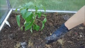 Посадка перца в теплицу. Посадка рассады перца. Шаг 4