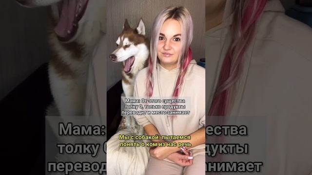 #собака #собакаприколы #собакаулыбака #хаски #собакадругчеловека #husky #животные #собакавдом
