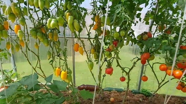 А вот и кладоспориоз! смотреть онлайн