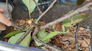 #богомол #домдлябогомола #богомолдома Жилье для богомола / как обустроить домик для богомола