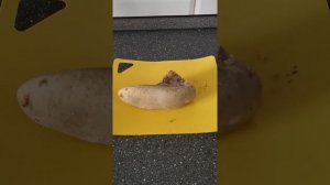 Салат из говяжьего языка