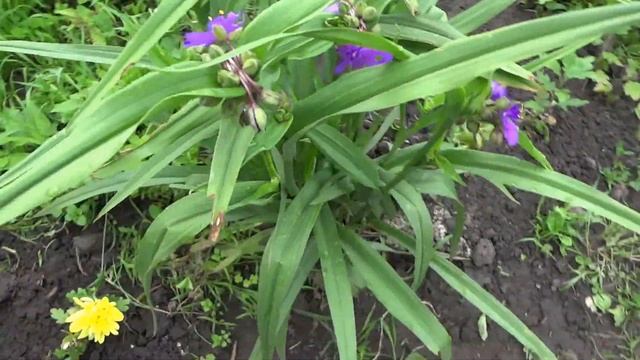 Традесканция садовая розовая. Цветы в Курске смотреть онлайн