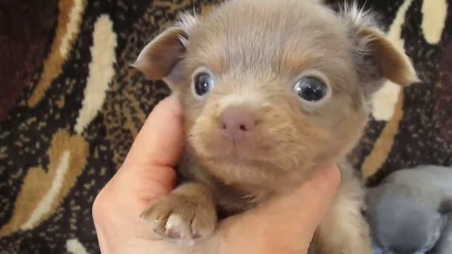 чихуа лиловый д/ш мальчик и лиловая г/ш девочка смотреть онлайн