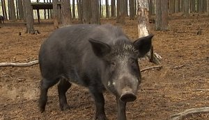 Стая диких кабанов держит в страхе поселок в Ленобласти / События на ТВЦ