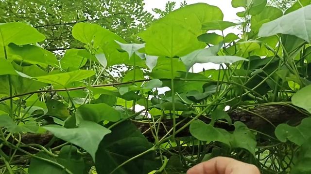 Ипомея Летающая Тарелка-первый цветочек 6 сентября)