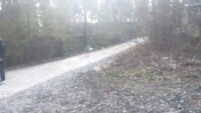 Встреча собаки и волка на прогулке